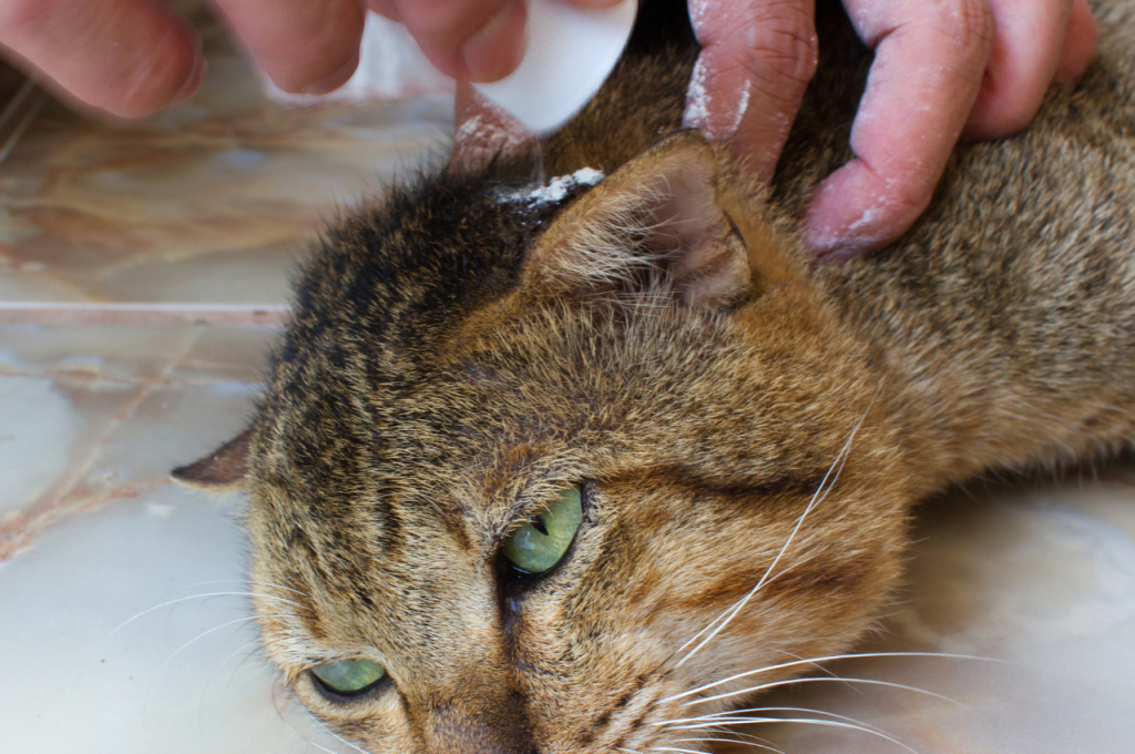 Signs of an unhealthy cat