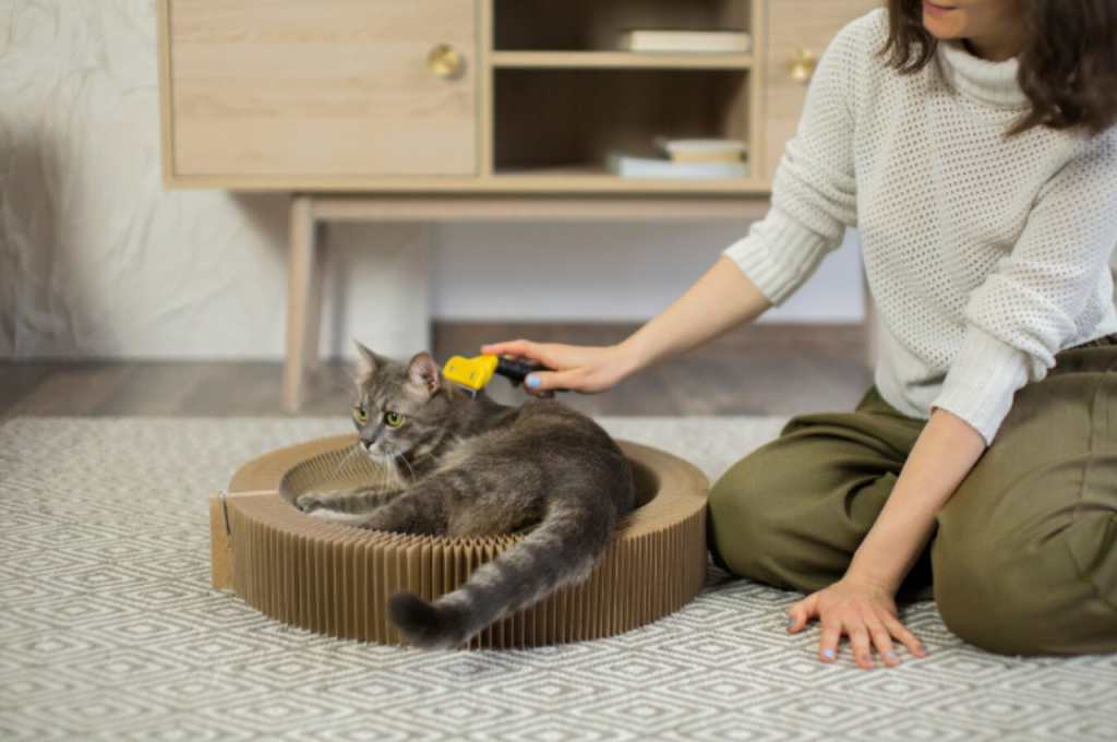 Cat care tips for beginners