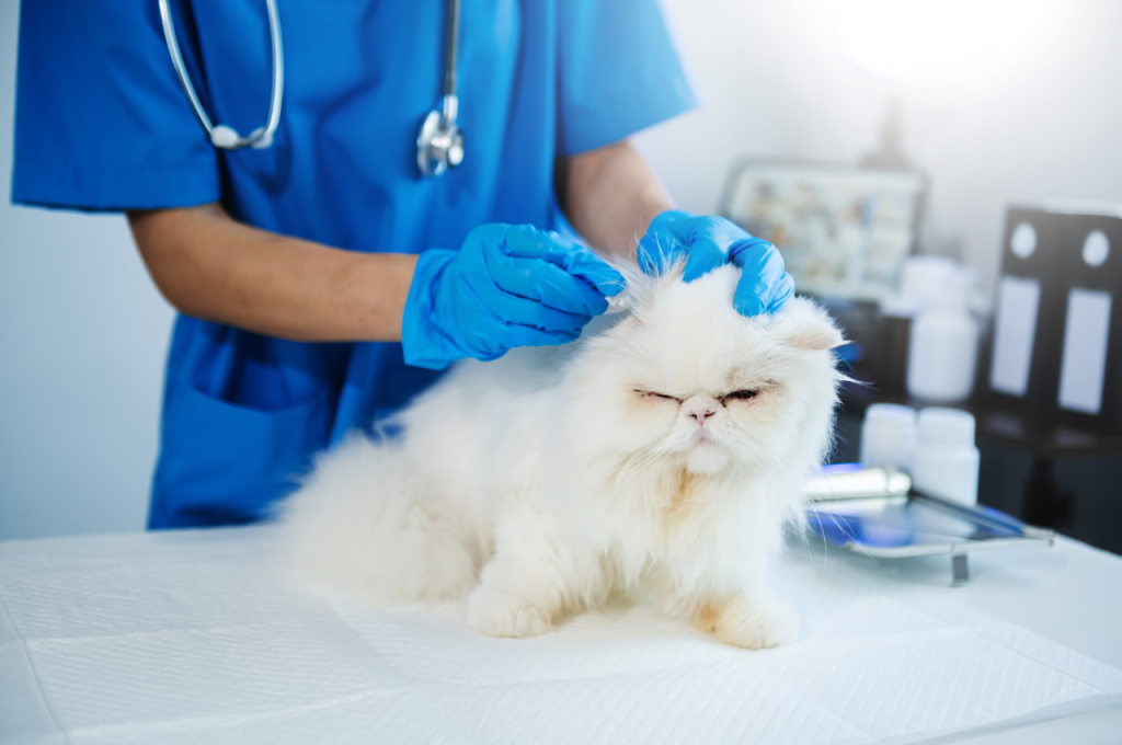What happens if a cat never goes to the vet?