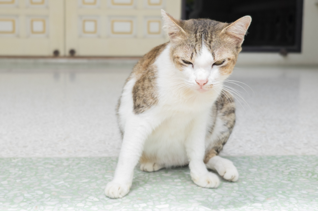 How do you calm an annoying cat?