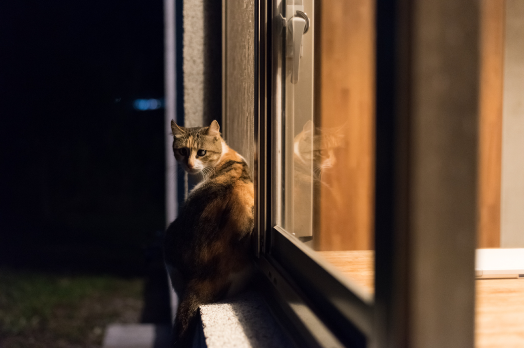 why does my cat get aggressive at night