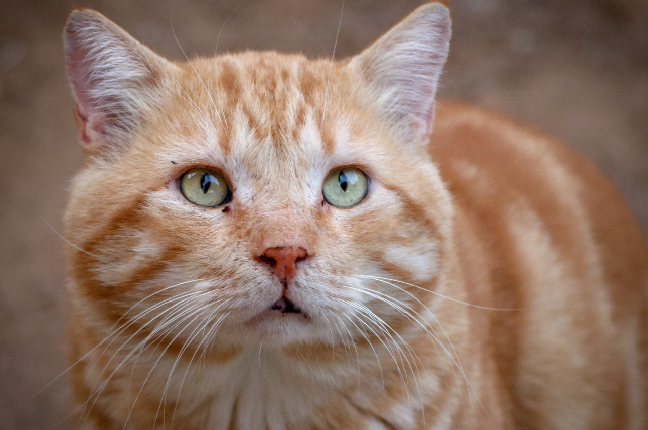 anxious cat behaviour