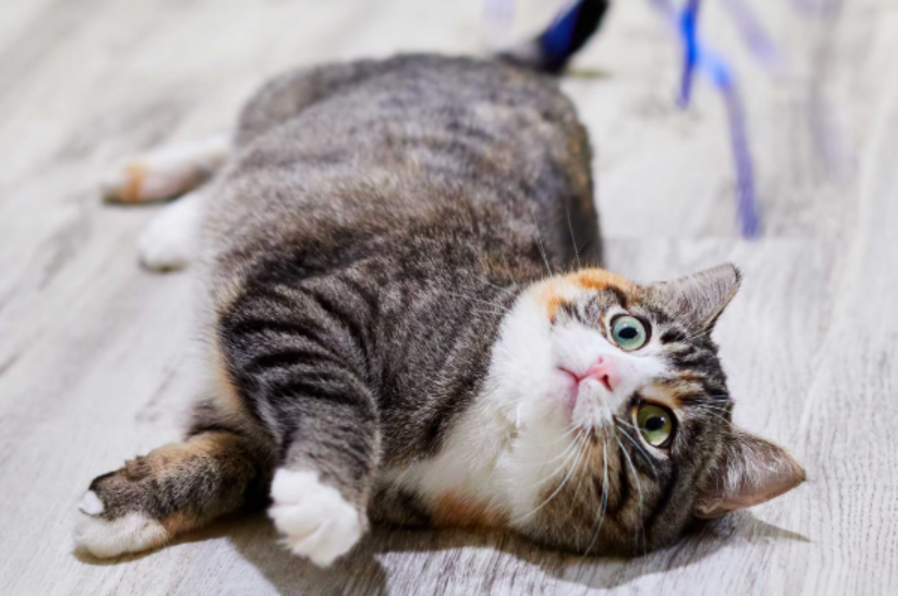 How to calm a hyperactive kitten?