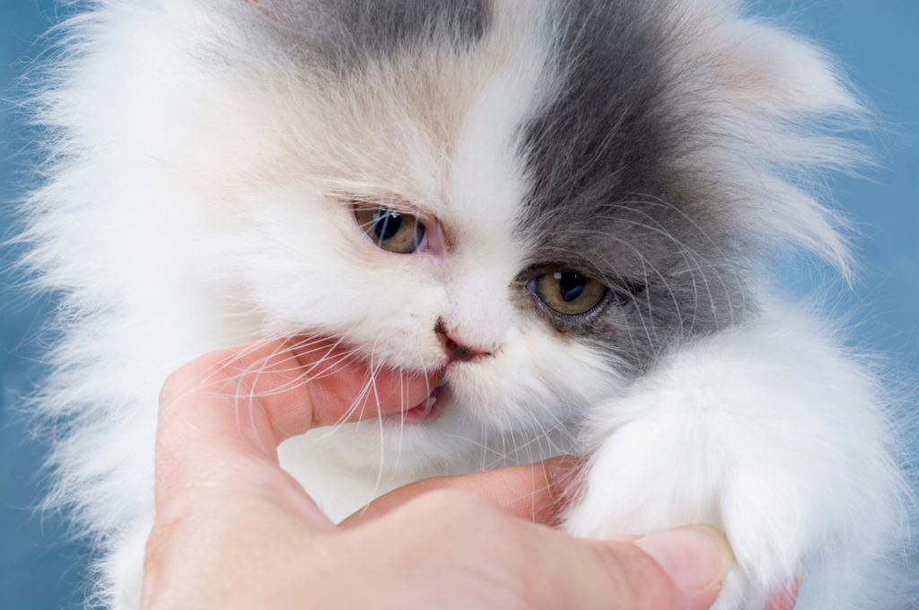 How to punish a kitten for biting?