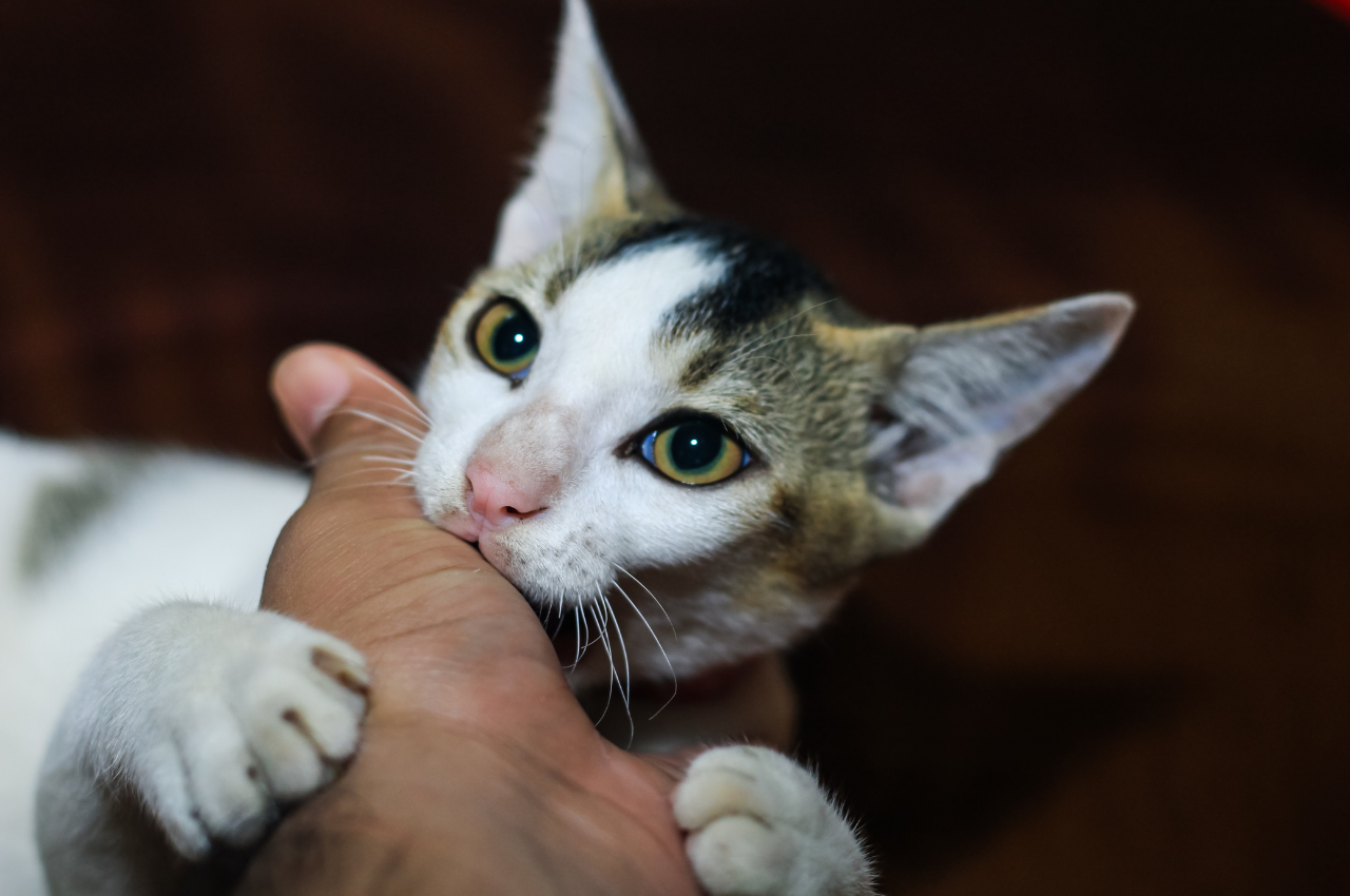 How do you discipline a hyper kitten?