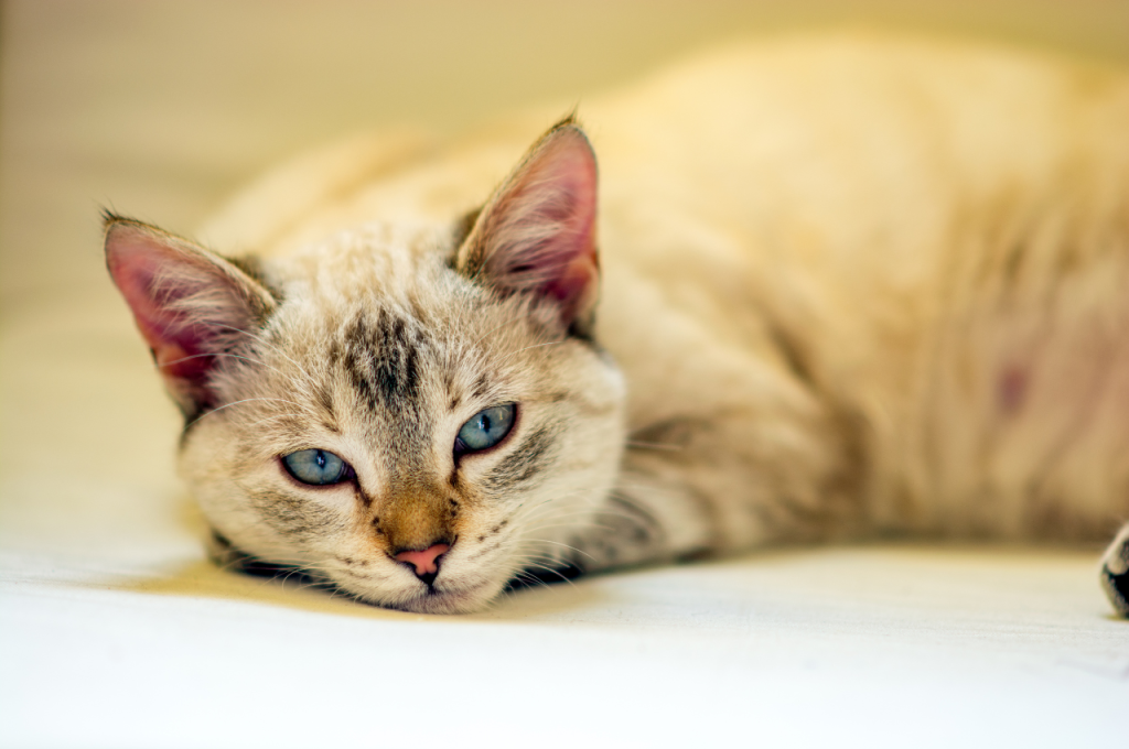 How to tell if a cat is suffering?