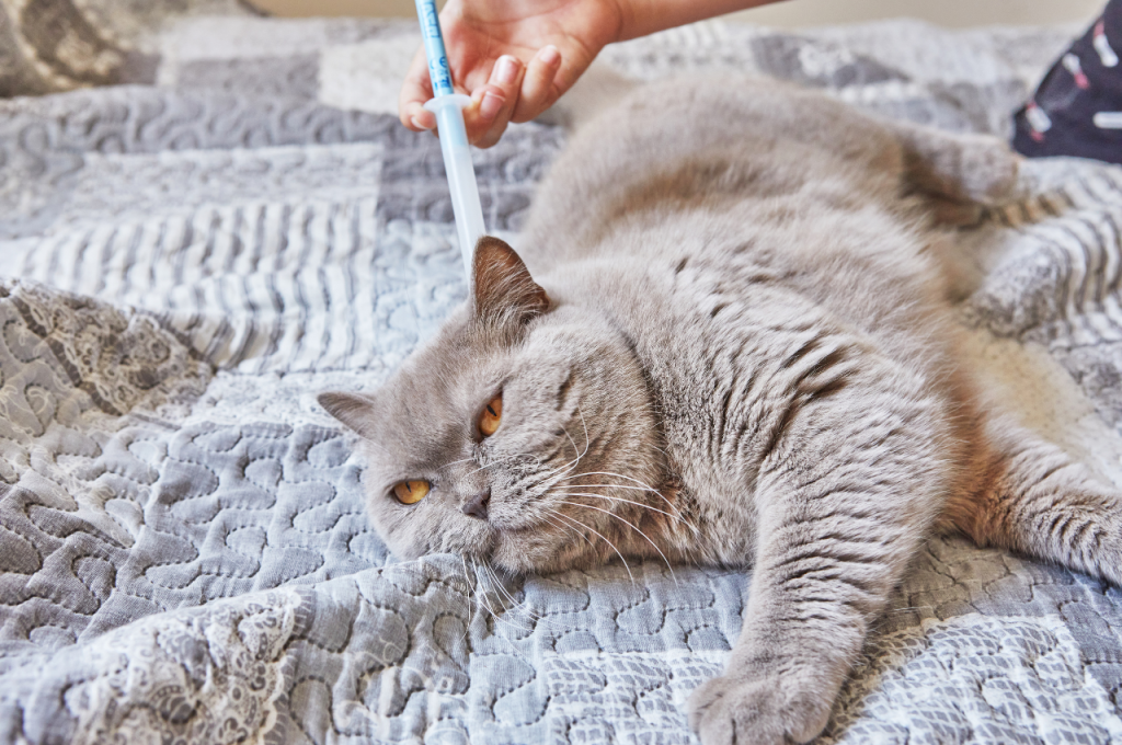 What is the deadliest disease for cats?