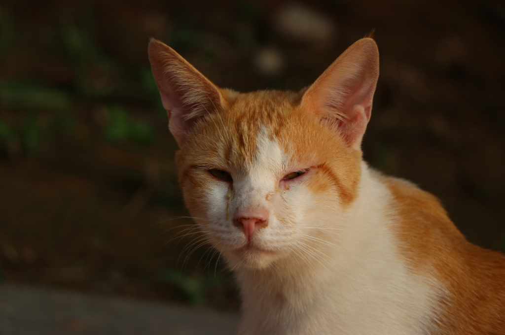 What is the most common cause of death in cats?