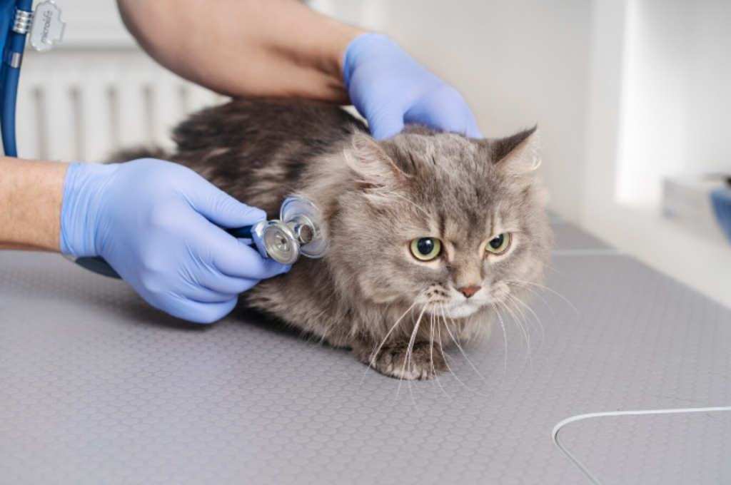 What is a common infectious cat disease?