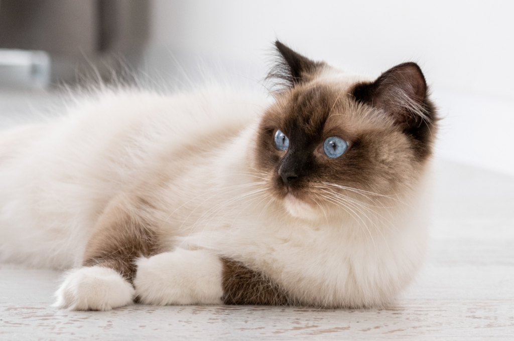 How do I keep my indoor cat healthy?