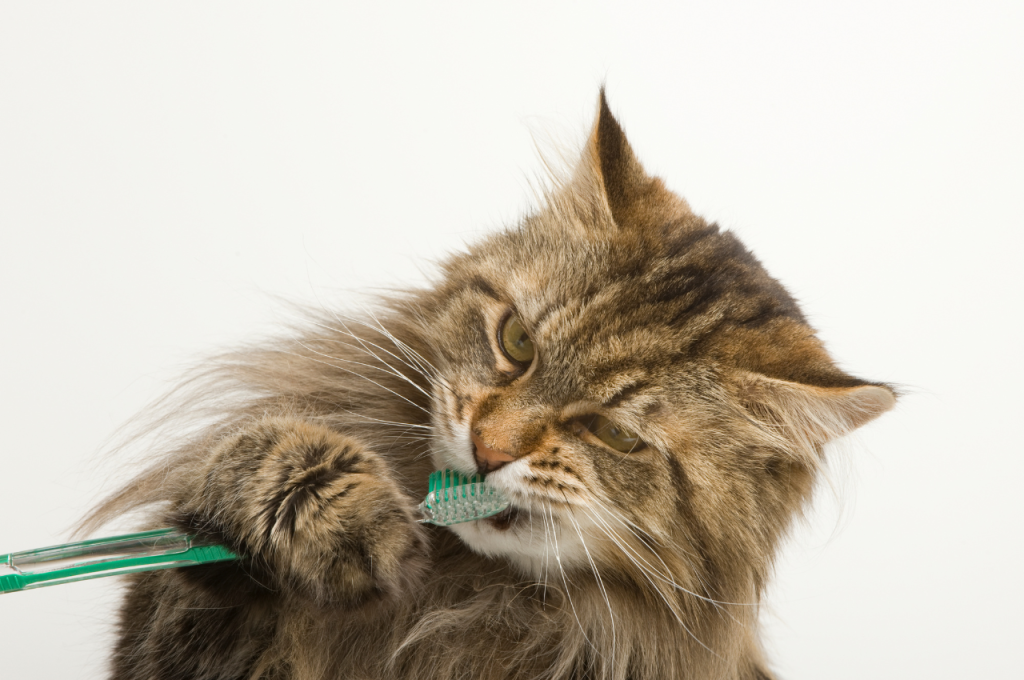 how to improve cat dental health