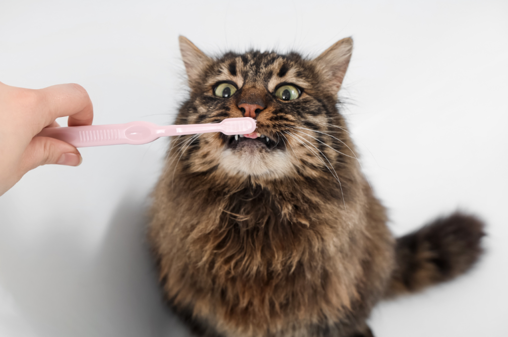How to keep cat's teeth clean without brushing?