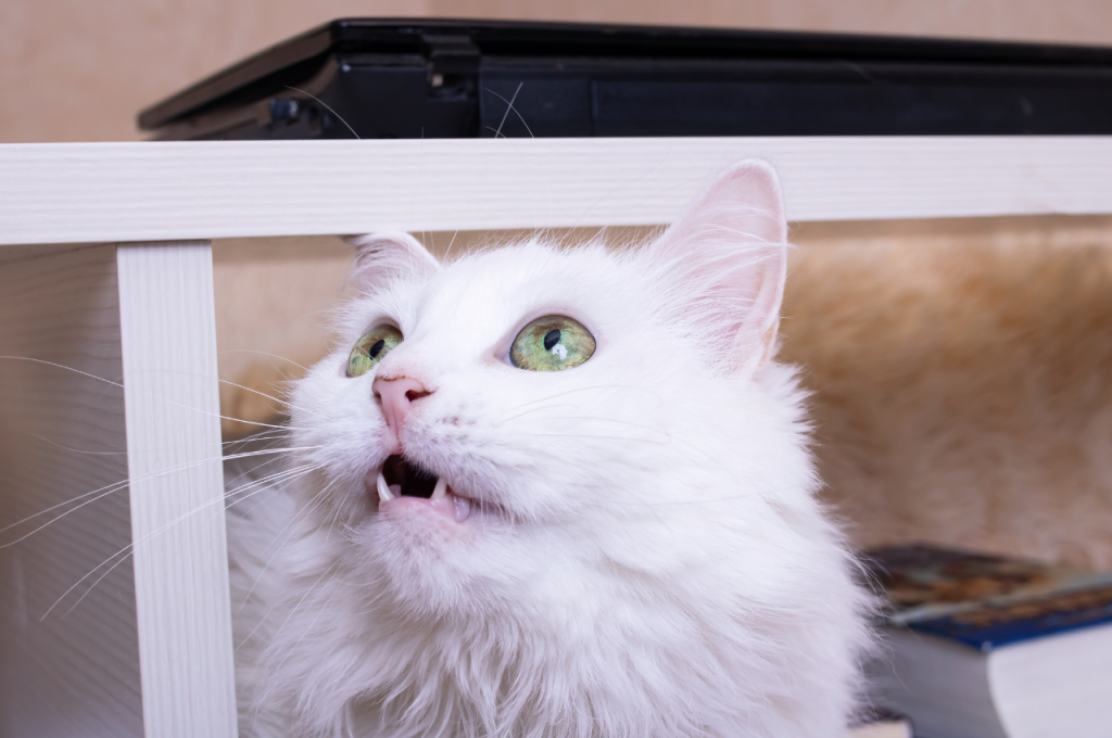 How can I clean my cats mouth naturally?