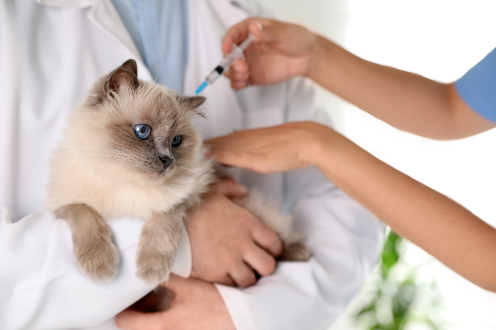 What illnesses make cats vomit?
