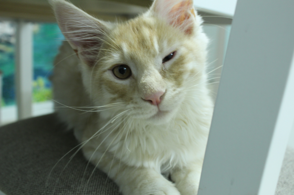 What are the symptoms of a sick cat eyes?