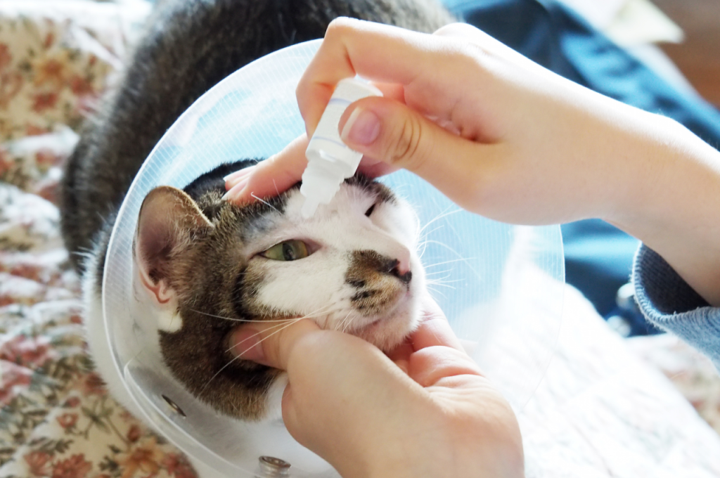 What is a common eye problem in cats?