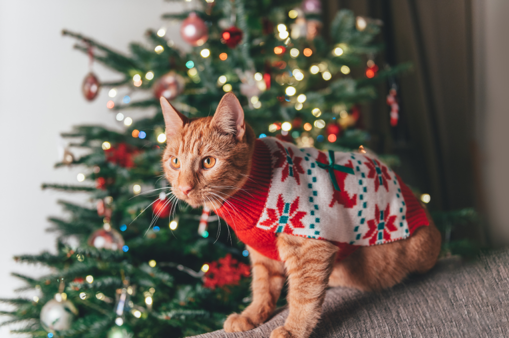 Are tailless cats healthy?