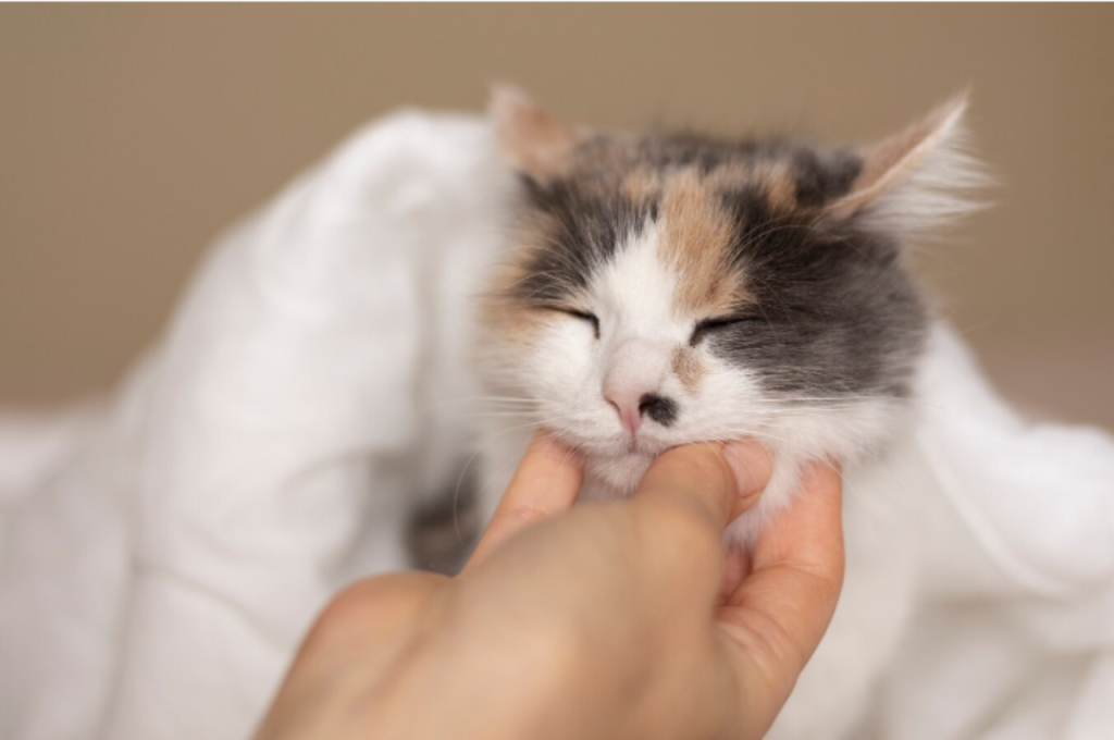 What kind of birth defects can cats have?