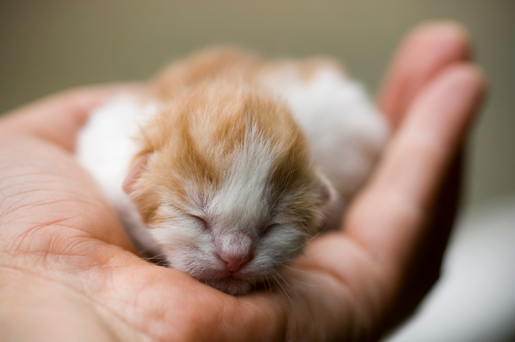 Why did my cat have deformed kittens?