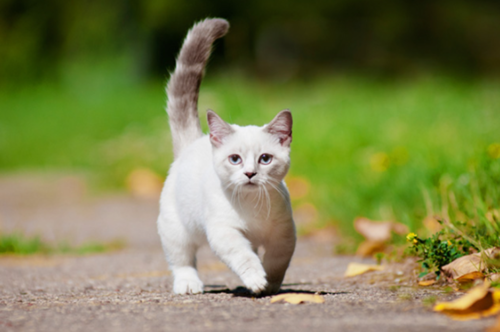 What is the cat genetic syndrome?