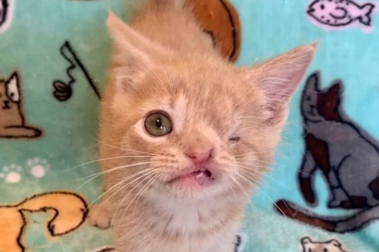 Rare genetic disorders in cats
