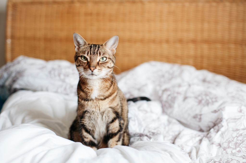 Can you get cat pee out of a down comforter?