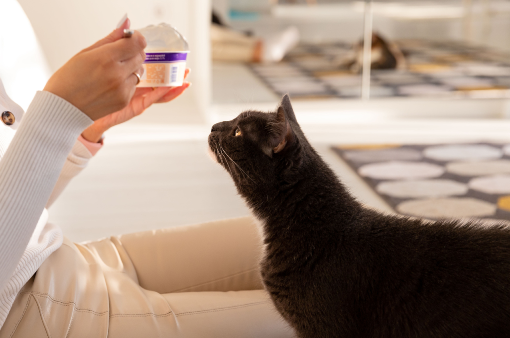 What treatments should my cat have?
