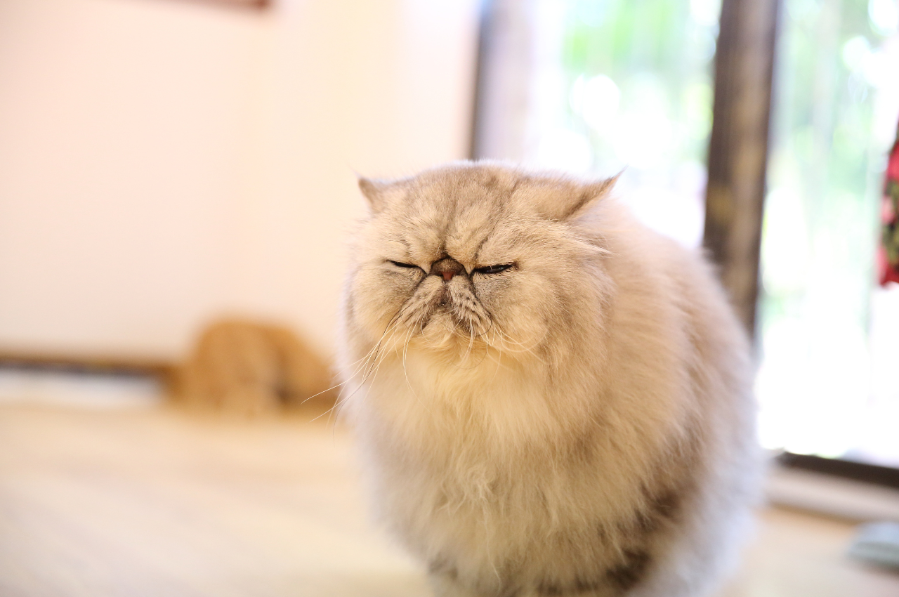 How to make a cat poop when constipated