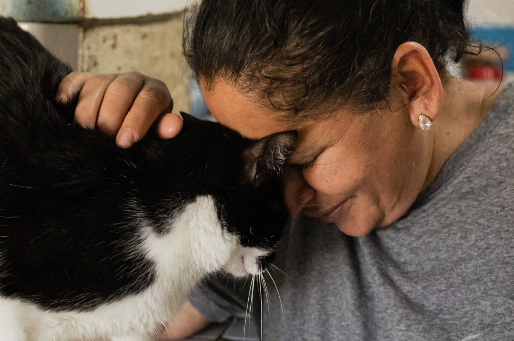 What are the basic care needs of a cat?