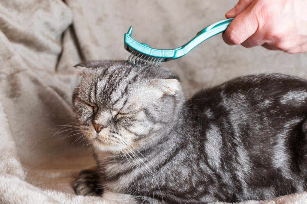 What is a hygiene routine for cats?
