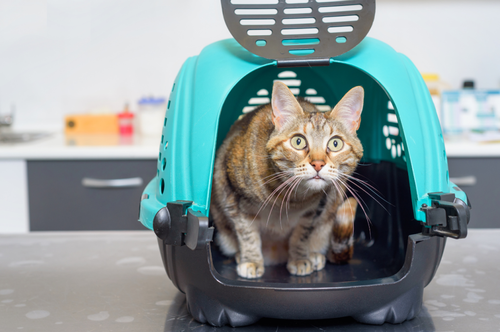 What is common care for cats?