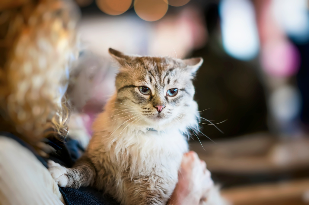 How to treat separation anxiety in cats