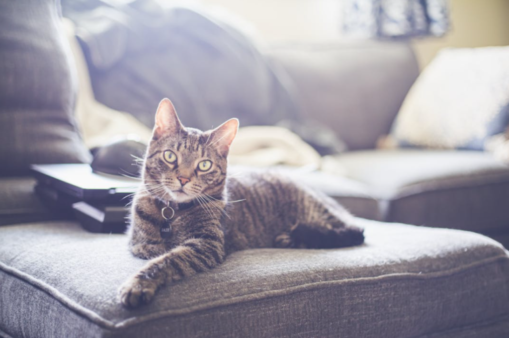 how to make a cat with kidney failure comfortable