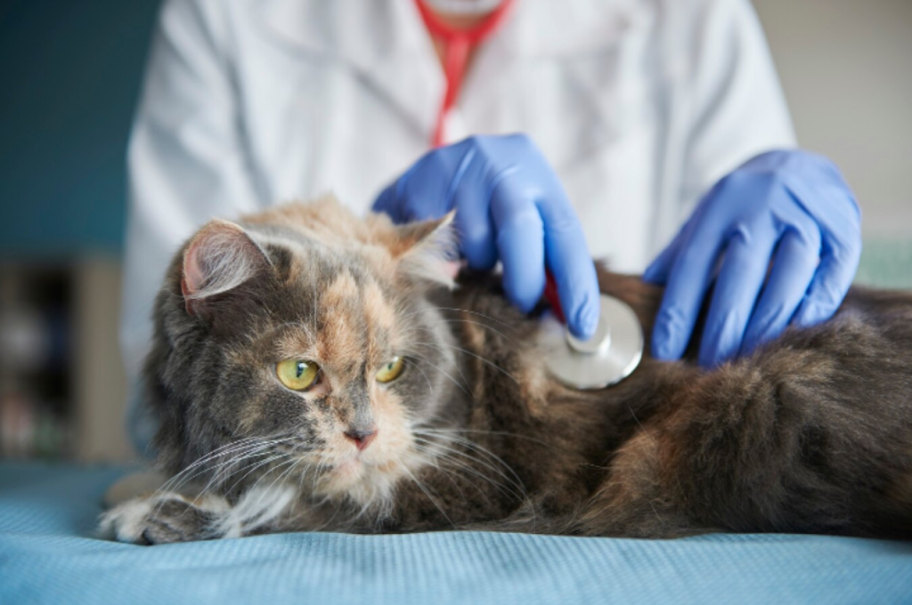 What are some symptoms of feline leukemia?