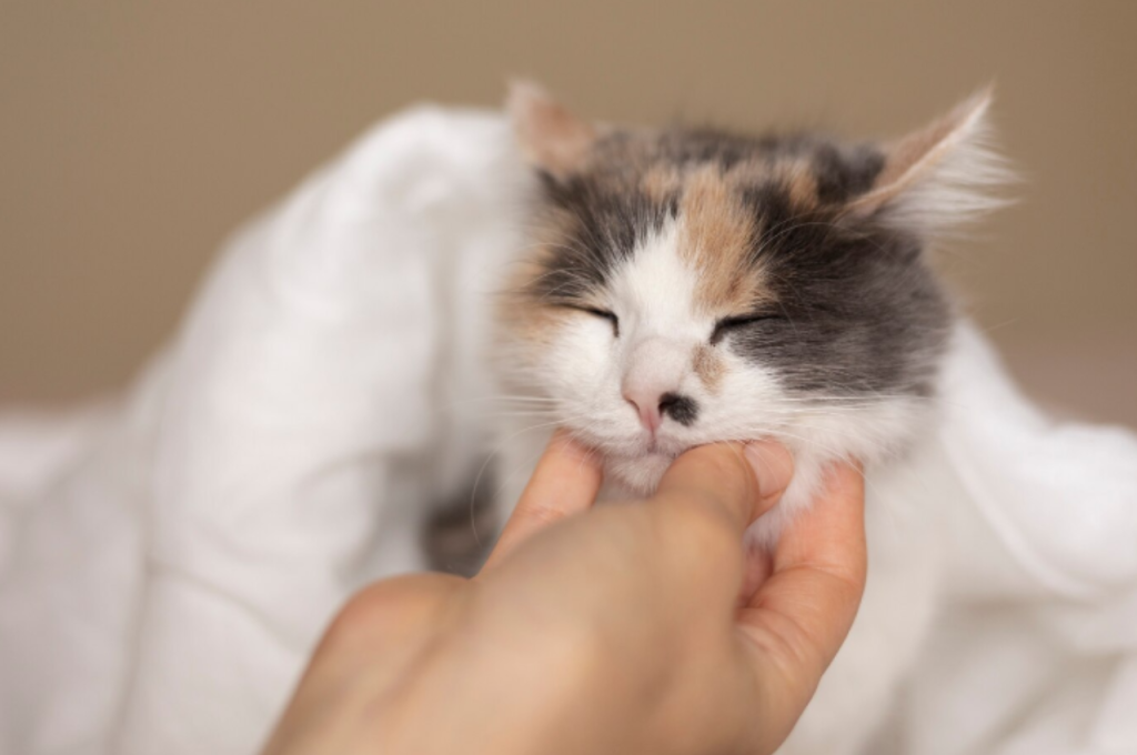 What is stomatitis in cats?