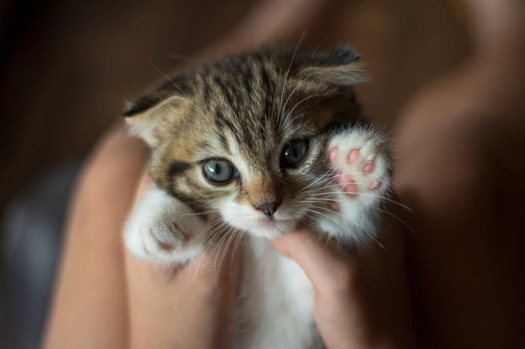 How to kitten proof a bedroom?