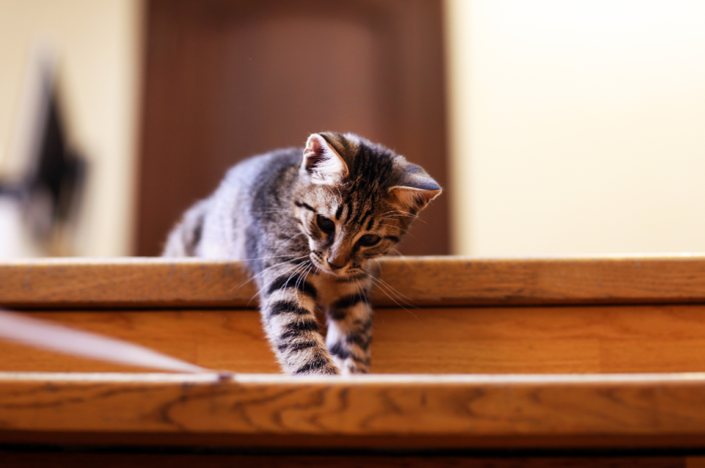 how to kitten proof stairs