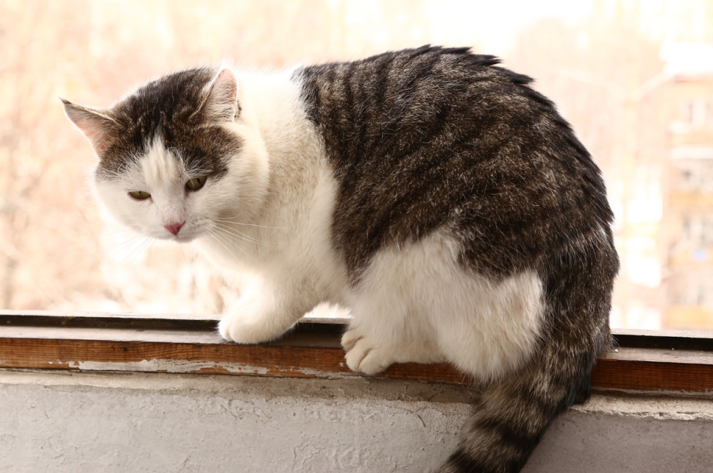 how to keep cats off balcony railing