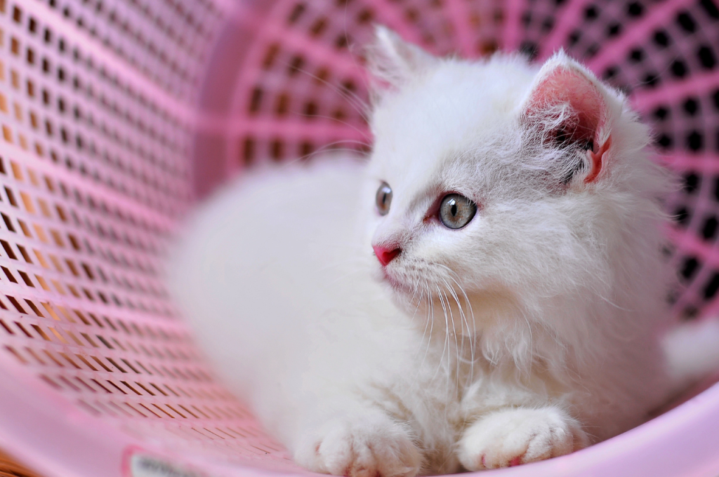 How do I know if my kitten is ok after a fall?