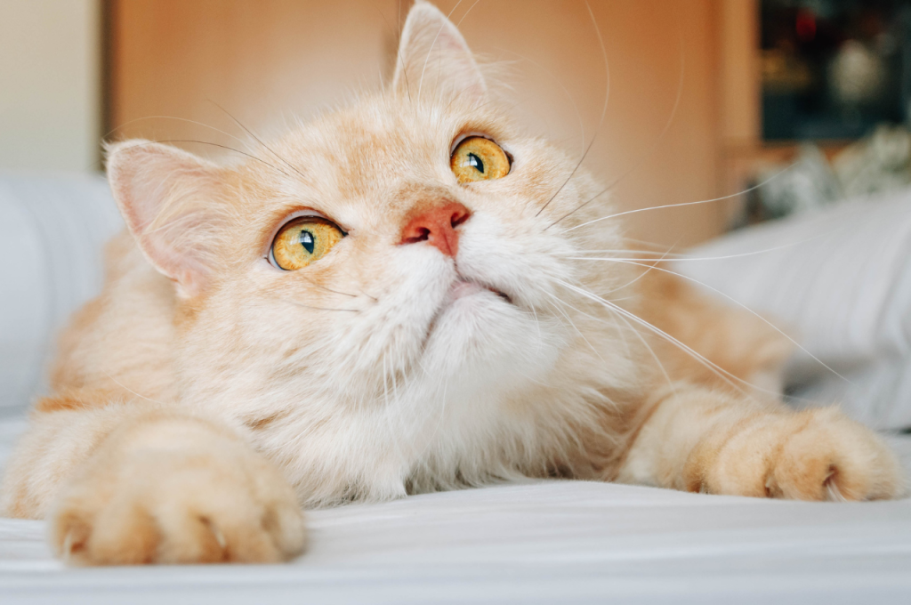 What are 5 interesting facts about cats?