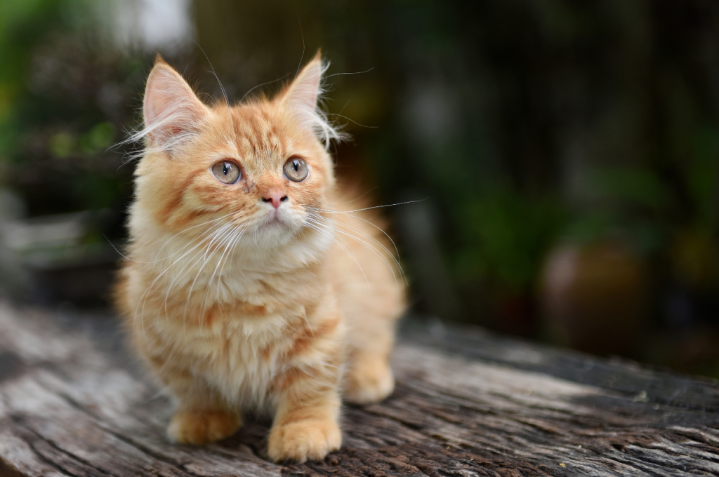 What are stereotypical behaviors in cats?