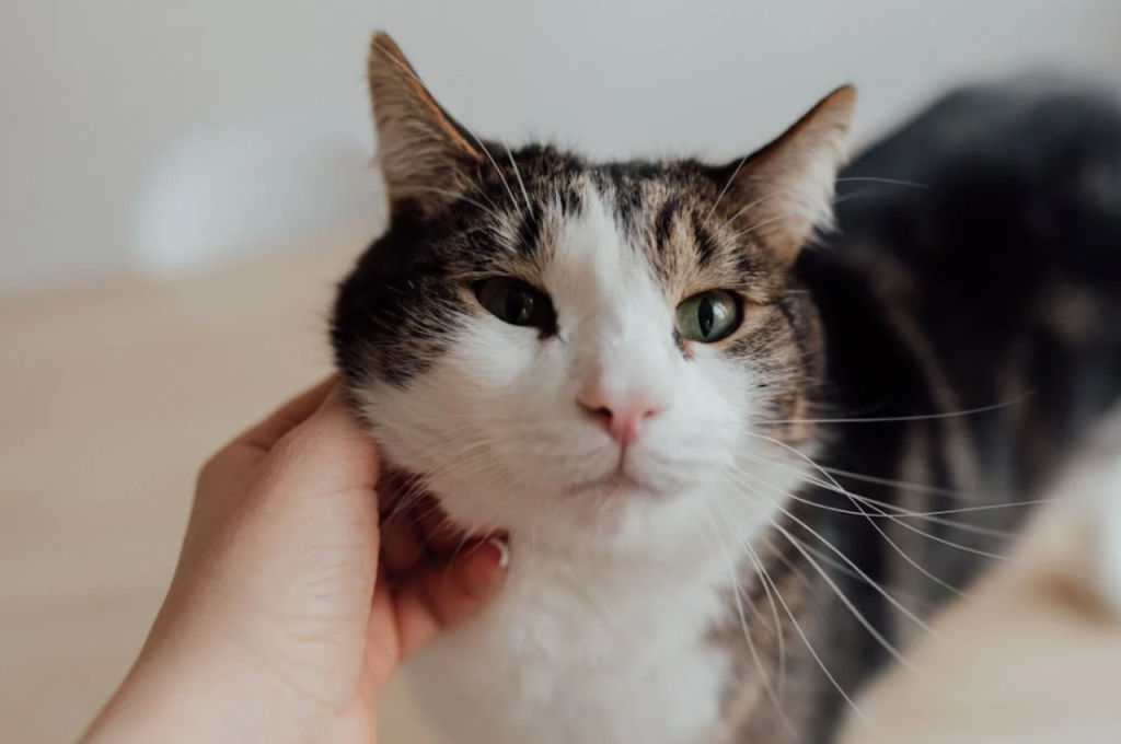 how to get a cat comfortable with you