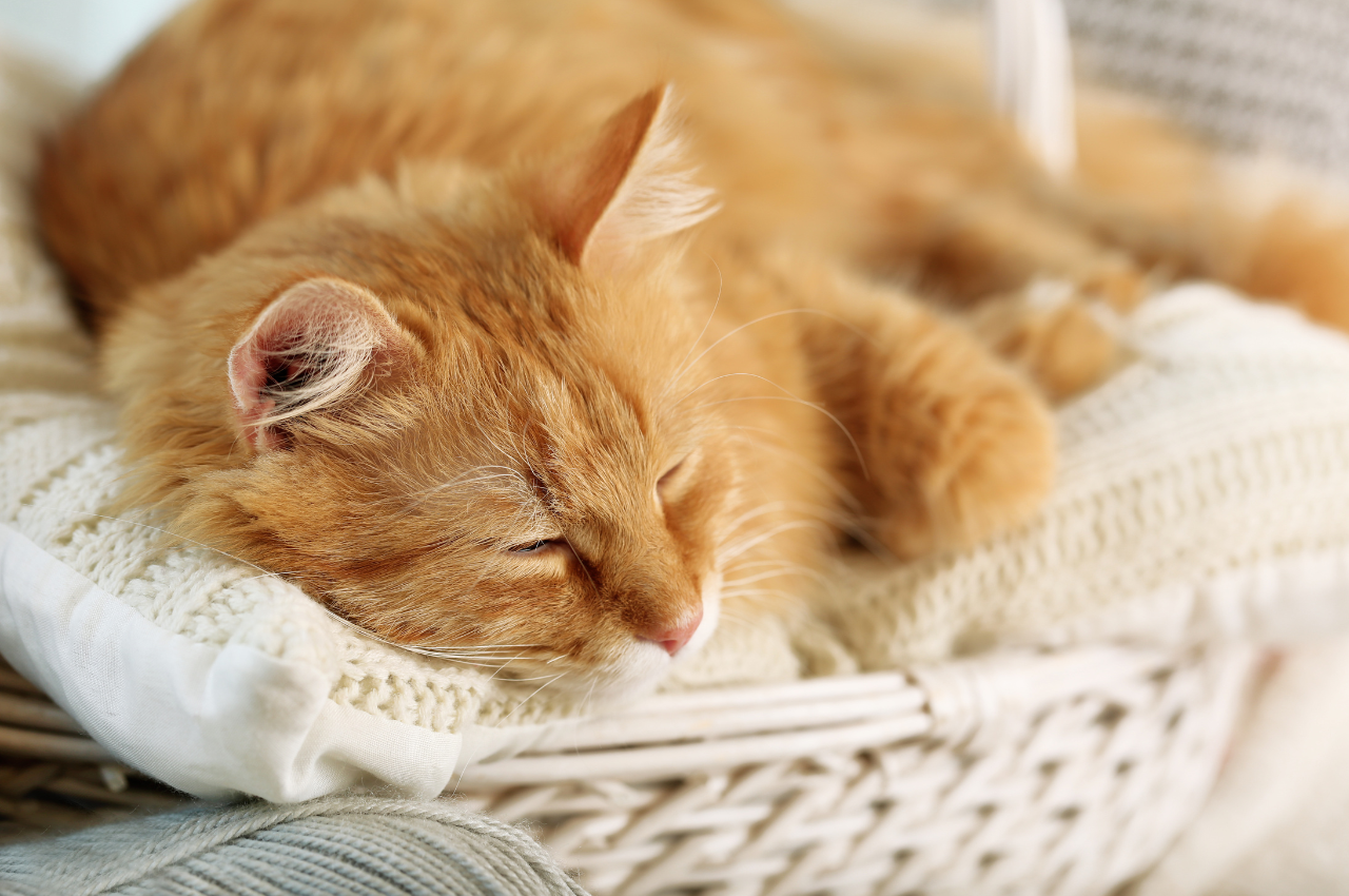 Why do cats refuse to sleep?